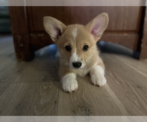 Pembroke Welsh Corgi Puppy for sale in CITRUS HEIGHTS, CA, USA