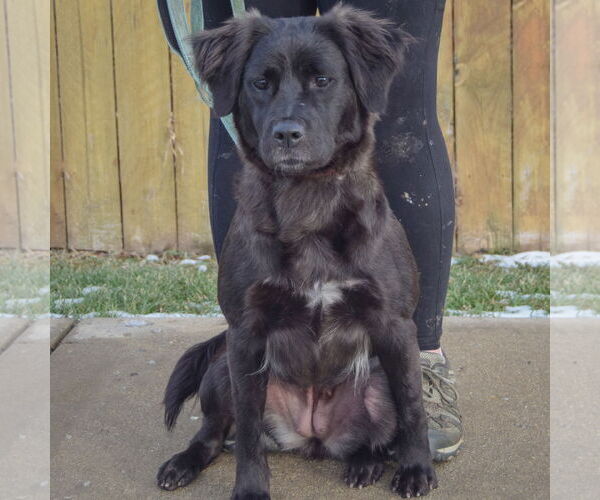 Medium Photo #3 Australian Shepherd-Unknown Mix Puppy For Sale in Huntley, IL, USA