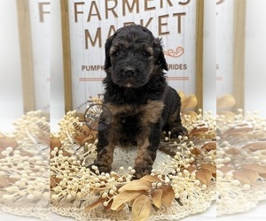 Goldendoodle Puppy for sale in MARYVILLE, MO, USA