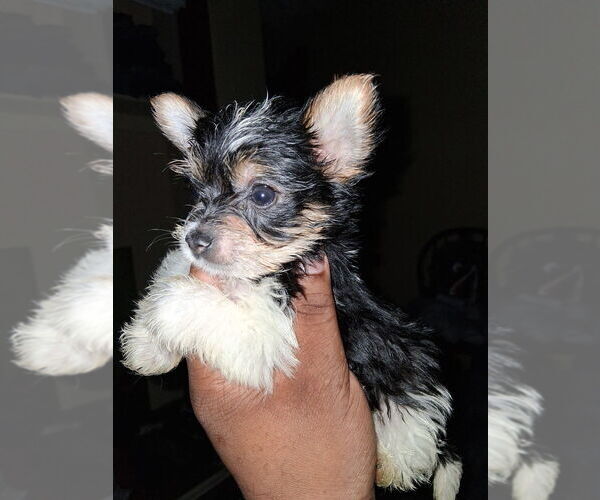 Medium Photo #1 Biewer Yorkie Puppy For Sale in WOODSTOCK, GA, USA