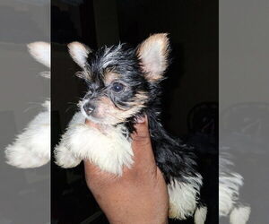 Biewer Yorkie Litter for sale in WOODSTOCK, GA, USA