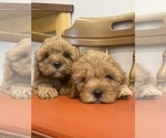 Image preview for Ad Listing. Nickname: Litter of 6
