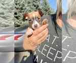 Small Chihuahua Mix
