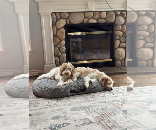 Medium Photo #99 Aussie-Poo-Goldendoodle Mix Puppy For Sale in COMMERCE, MI, USA