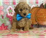 Small Photo #3 Bichpoo Puppy For Sale in LANCASTER, PA, USA