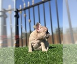 Small #12 French Bulldog