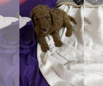 Small Photo #12 Poodle (Standard) Puppy For Sale in BARTLETT, TX, USA