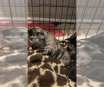 Small Photo #236 French Bulldog Puppy For Sale in CERES, CA, USA