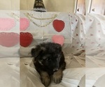 Small Photo #5 German Shepherd Dog Puppy For Sale in FORT COLLINS, CO, USA