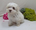 Small #13 Havanese