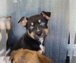 Small American Staffordshire Terrier Mix