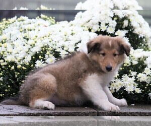 Collie Puppy for sale in FREDERICKSBG, OH, USA