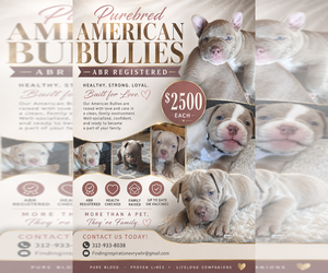American Bully Litter for sale in BOLINGBROOK, IL, USA