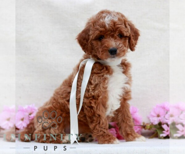 Medium Photo #1 Irish Doodle (Miniature) Puppy For Sale in NEWMANSTOWN, PA, USA