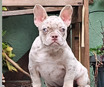 Small #4 French Bulldog
