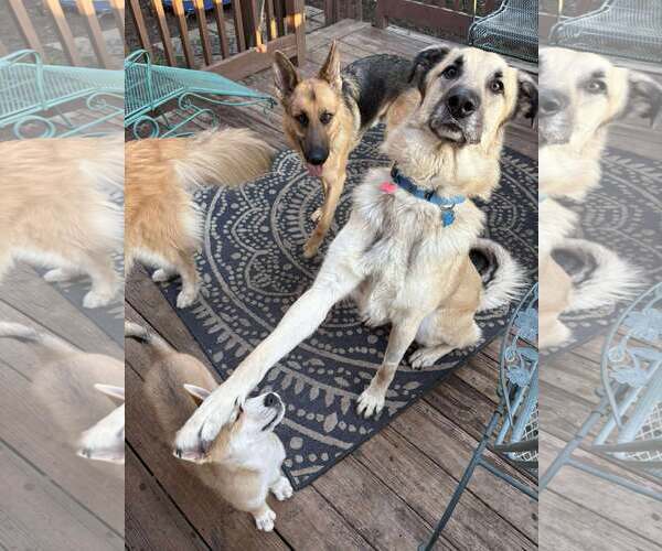 Medium Photo #14 German Shepherd Dog-Great Pyrenees Mix Puppy For Sale in Gretna, NE, USA