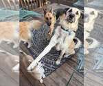Small #13 German Shepherd Dog-Great Pyrenees Mix