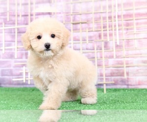 Poochon Puppy for sale in BEL AIR, MD, USA