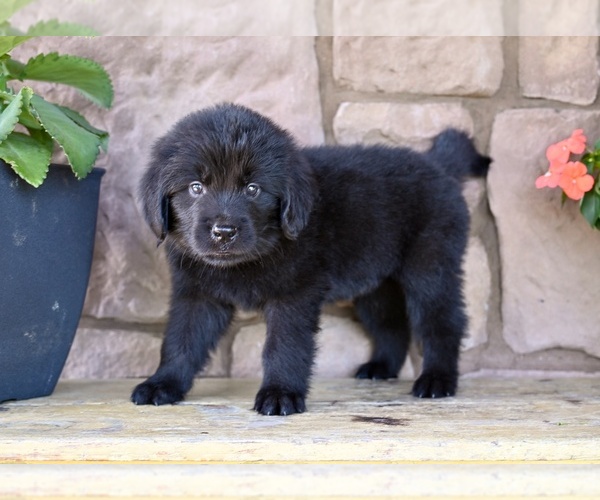 Medium Photo #4 Newfoundland Puppy For Sale in MILLERSBURG, OH, USA