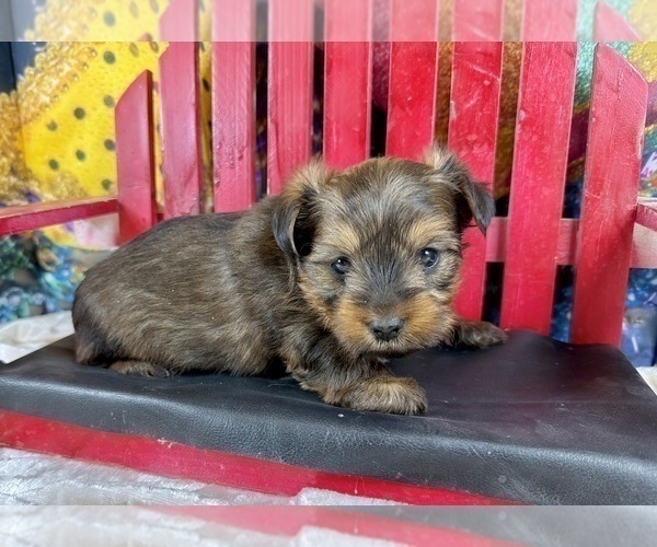 Medium Photo #10 Morkie Puppy For Sale in CASSVILLE, MO, USA