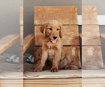 Puppy Tan Golden Retriever