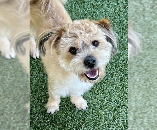 Medium Photo #1 Cock-A-Poo-Unknown Mix Puppy For Sale in Agoura Hills, CA, USA