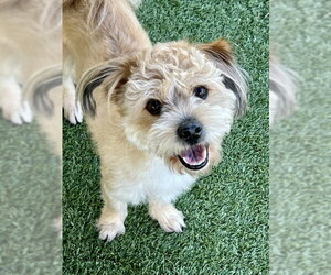 Cock-A-Poo-Unknown Mix Dogs for adoption in Agoura Hills, CA, USA