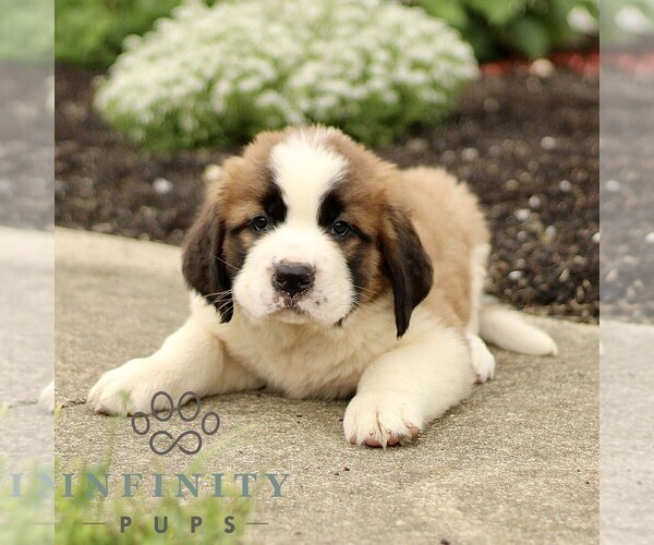 Medium Photo #5 Saint Bernard Puppy For Sale in MARIETTA, PA, USA