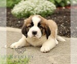 Small #4 Saint Bernard