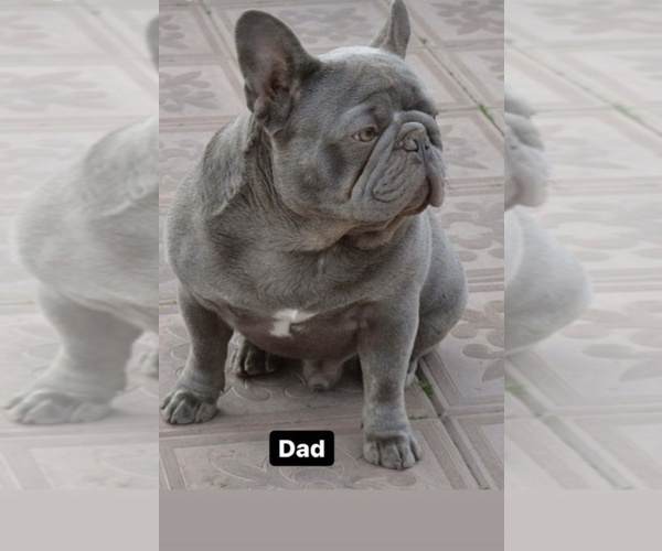 Medium Photo #1 French Bulldog Puppy For Sale in DEERFIELD, IL, USA