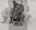 Small Photo #1 French Bulldog Puppy For Sale in DEERFIELD, IL, USA