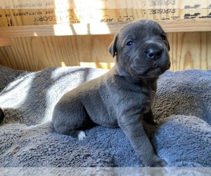Cane Corso Puppy for sale in DRUMS, PA, USA