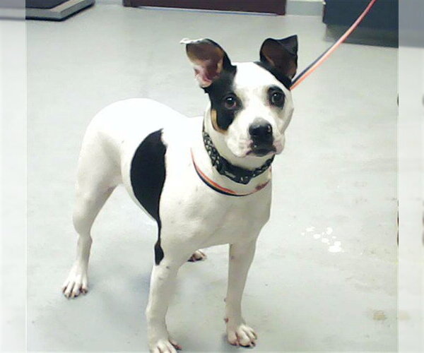 Medium Photo #1 Mutt Puppy For Sale in Fayetteville, NC, USA