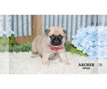 Small #4 Pug