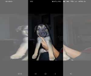 Belgian Malinois Puppy for sale in MESQUITE, TX, USA