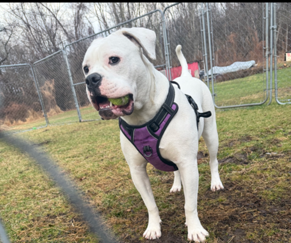 Medium Photo #3 American Bulldog Puppy For Sale in WAPWALLOPEN, PA, USA