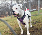 Shiloh - Female American Bulldog Puppy for Sale - Photo #3
