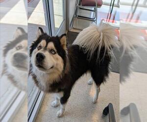 Alaskan Malamute-Unknown Mix Dogs for adoption in Plano, TX, USA
