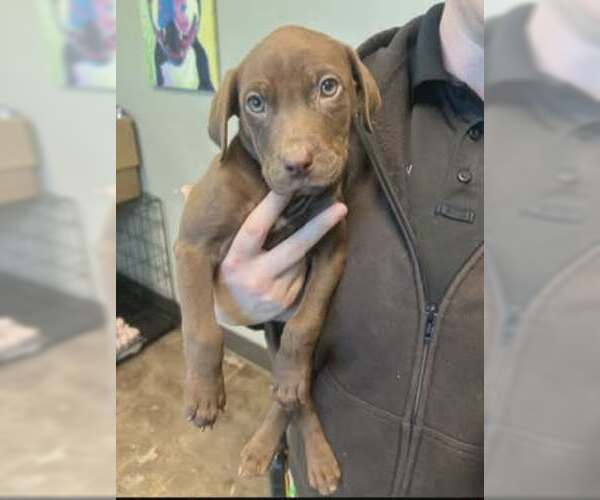 Medium Photo #1 Chocolate Labrador retriever-Unknown Mix Puppy For Sale in SHERBURNE, NY, USA