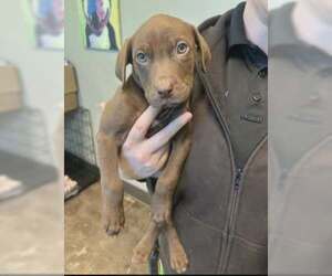 Chocolate Labrador retriever Mix Dog for Adoption in SHERBURNE, New York USA