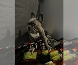 Mother of the French Bulldog puppies born on 08/01/2025