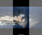Small Photo #5 Mutt Puppy For Sale in Rowlett, TX, USA