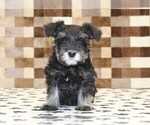 Small #2 Schnauzer (Miniature)