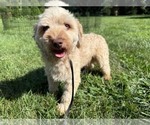 Small Photo #1 Havanese Puppy For Sale in MIDDLEBURY, IN, USA