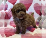 Small Photo #3 Maltipoo Puppy For Sale in VALLEY CENTER, CA, USA