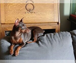 Miniature Pinscher Puppy for sale in SOUTH DES MOINES, IA, USA