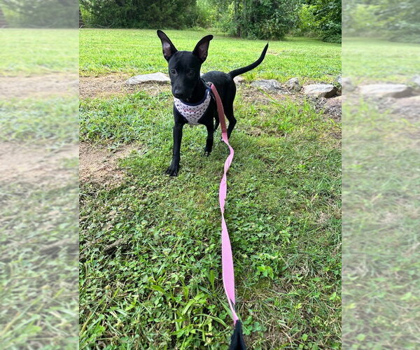 Medium Photo #4 Mutt Puppy For Sale in Candler, NC, USA