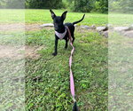 Small #3 Mutt