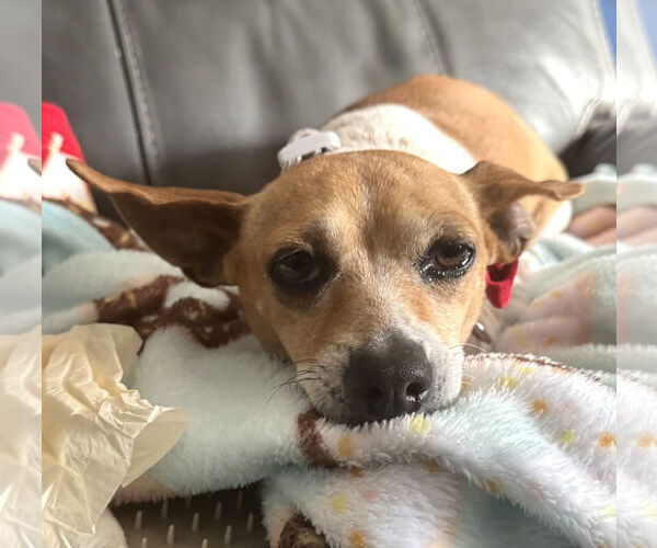 Medium Photo #5 Chiweenie Puppy For Sale in HOUSTON, TX, USA