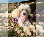 Small Poodle (Toy)